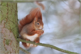 <p>VEVERKA OBECNÁ (Sciurus vulgaris) /Red squirrel - Eichhörnchen/</p>